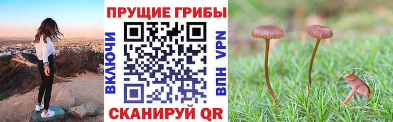 Галлюциногенные грибы Psilocybe Гатчина